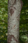 Cherry birch <BR>Sweet birch